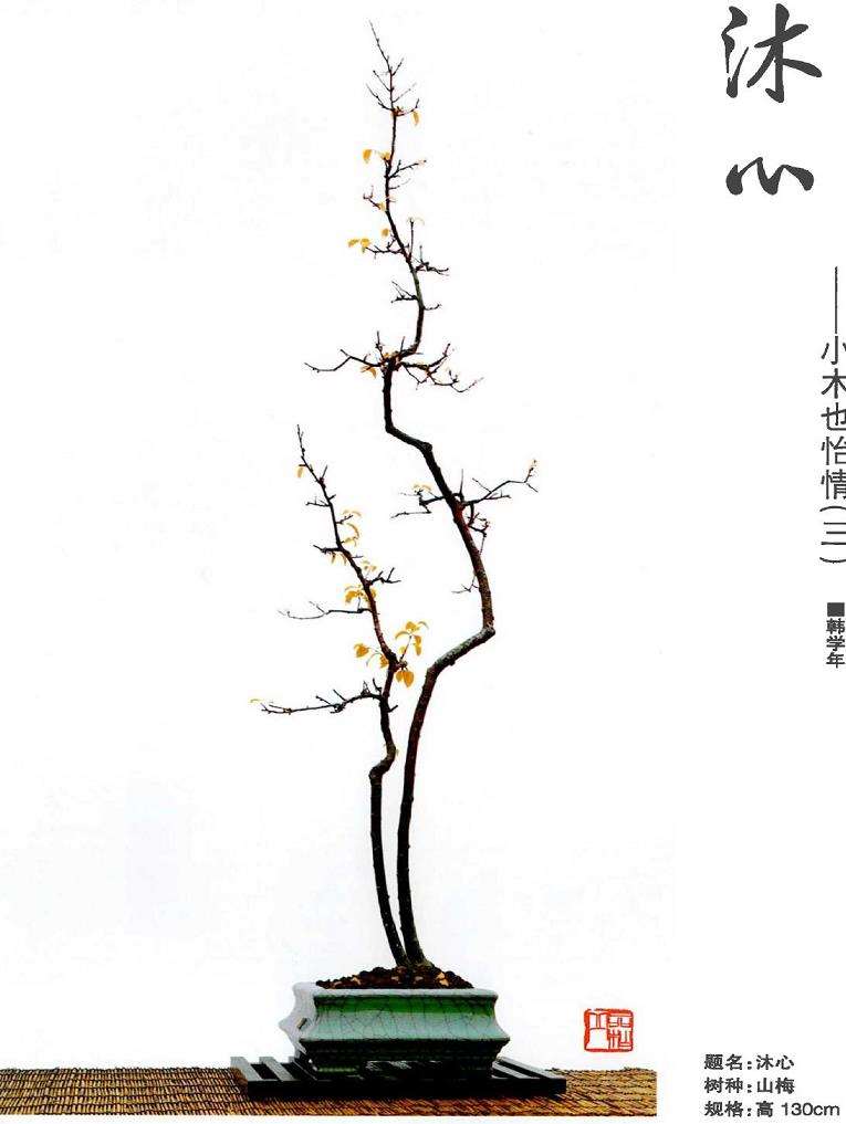 图解 韩学年玩杂木盆景 第28期