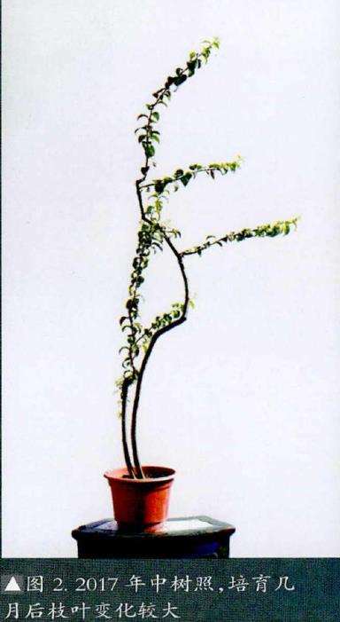 图解 韩学年玩杂木盆景 第28期