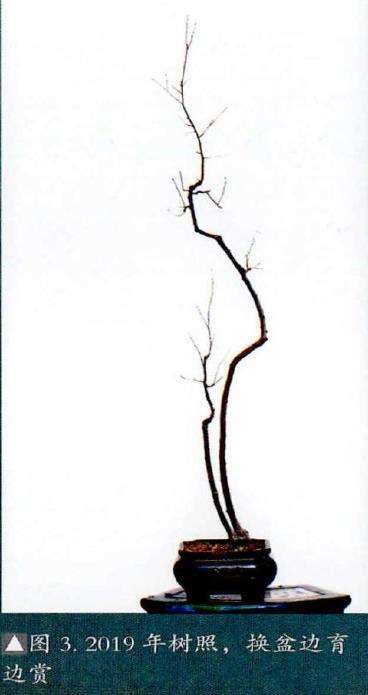 图解 韩学年玩杂木盆景 第28期