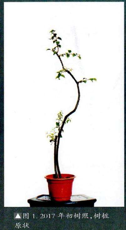 图解 韩学年玩杂木盆景 第28期