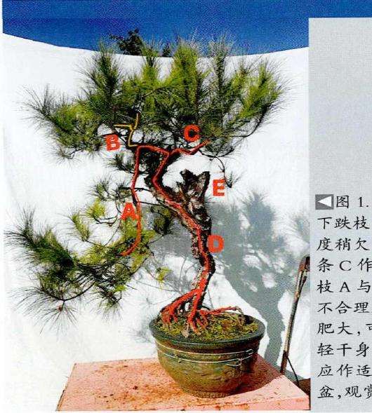 图解 山松盆景怎么制作的13个过程