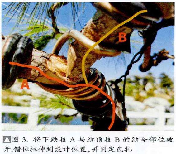 图解 山松盆景怎么制作的13个过程