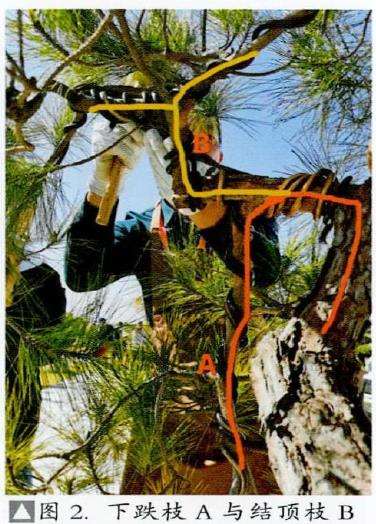 图解 山松盆景怎么制作的13个过程