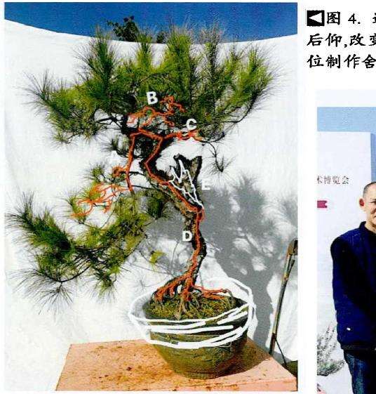 图解 山松盆景怎么制作的13个过程