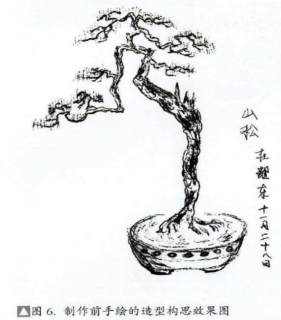 图解 山松盆景怎么制作的13个过程