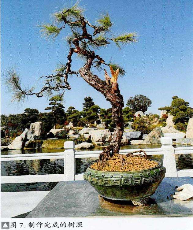 图解 山松盆景怎么制作的13个过程