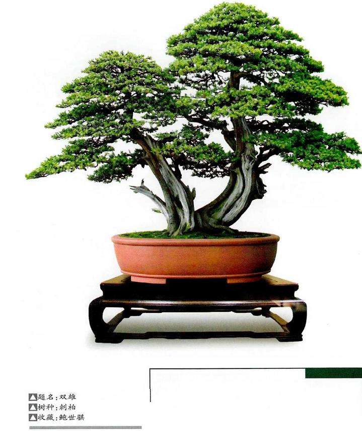 经典柏树盆景欣赏 图片
