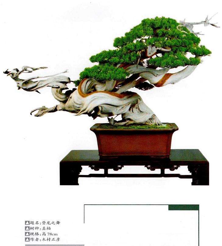 经典柏树盆景欣赏 图片