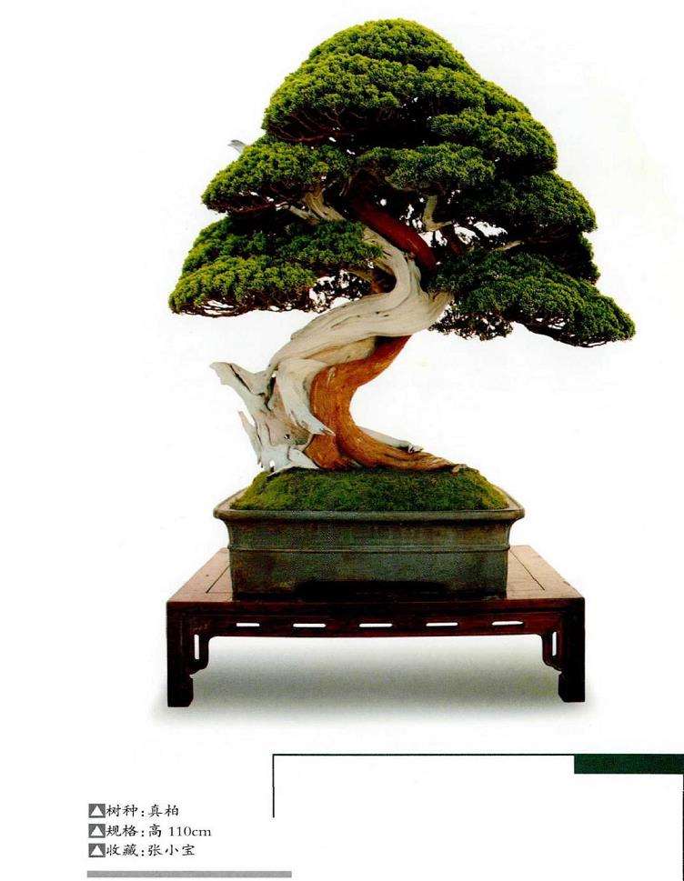 经典柏树盆景欣赏 图片