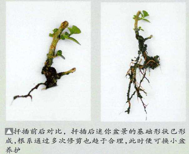 图解 怎么制作豆腐柴迷你盆景的方法