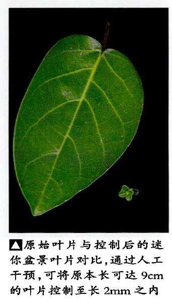 图解 怎么制作豆腐柴迷你盆景的方法