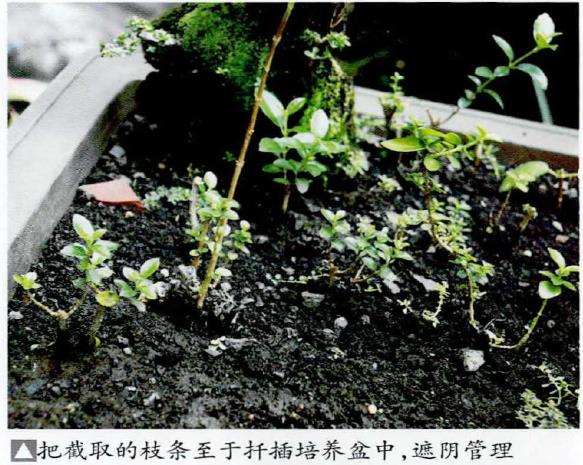 图解 怎么制作豆腐柴迷你盆景的方法