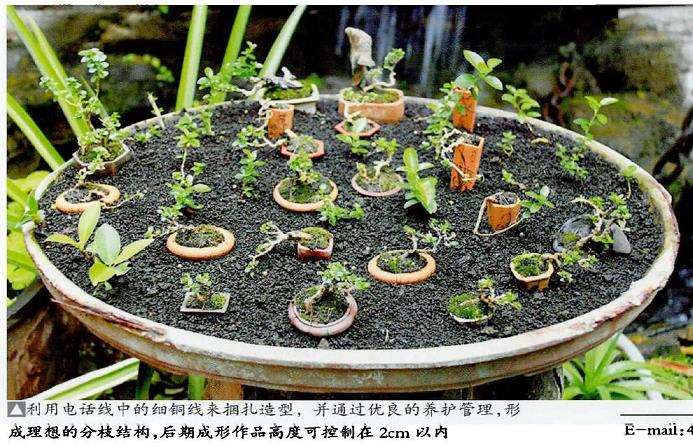 图解 怎么制作豆腐柴迷你盆景的方法