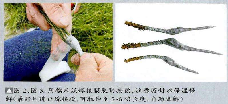 图解 松树盆景怎么粗干嫁接的19个过程