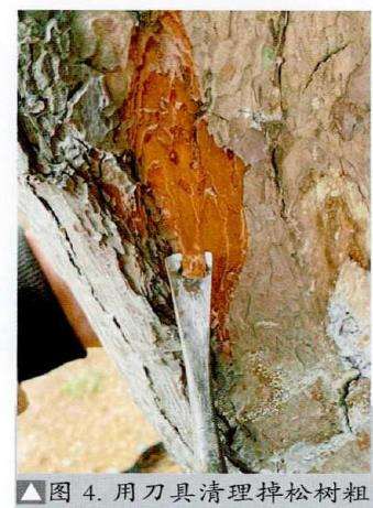 图解 松树盆景怎么粗干嫁接的19个过程