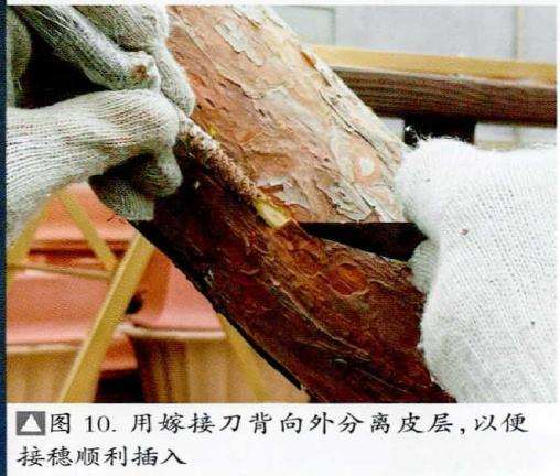 图解 松树盆景怎么粗干嫁接的19个过程