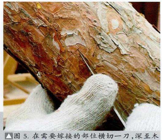 图解 松树盆景怎么粗干嫁接的19个过程