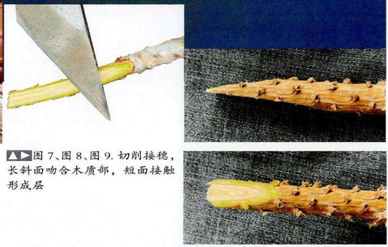 图解 松树盆景怎么粗干嫁接的19个过程