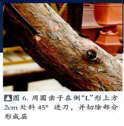 图解 松树盆景怎么粗干嫁接的19个过程