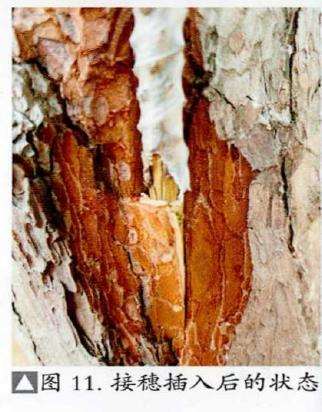 图解 松树盆景怎么粗干嫁接的19个过程