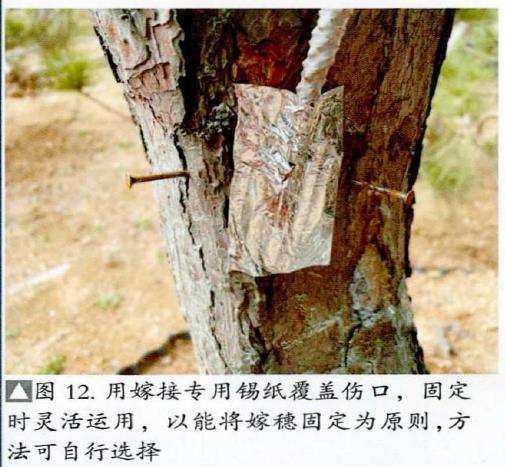 图解 松树盆景怎么粗干嫁接的19个过程