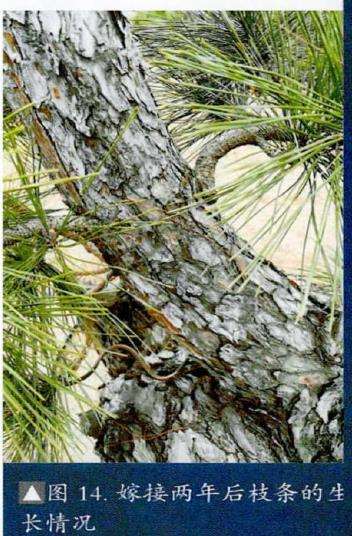 图解 松树盆景怎么粗干嫁接的19个过程