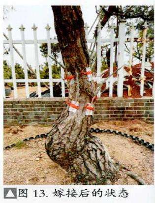 图解 松树盆景怎么粗干嫁接的19个过程