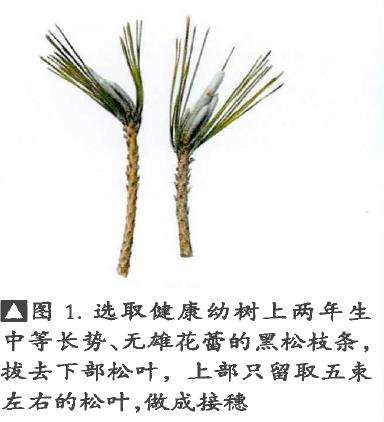 图解 松树盆景怎么粗干嫁接的19个过程