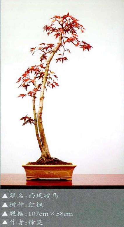 文人树盆景立品高雅的文化性 图片