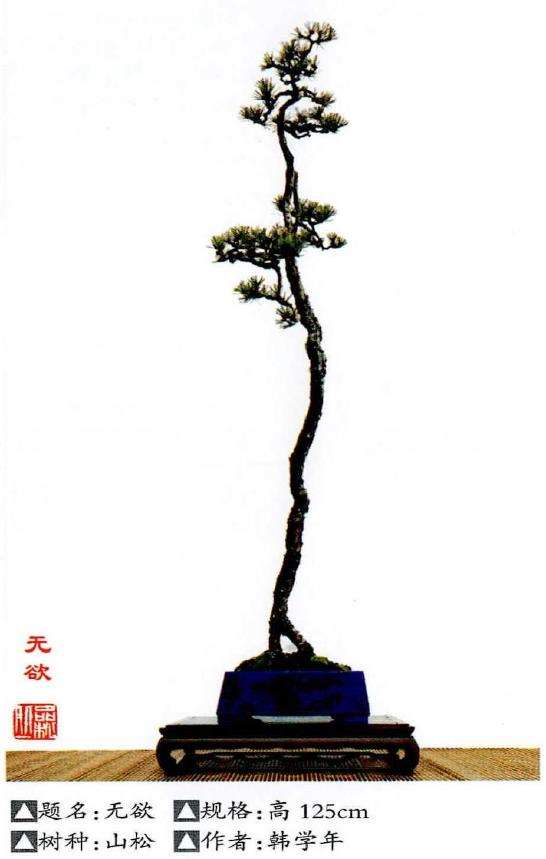 文人树盆景立品高雅的文化性 图片