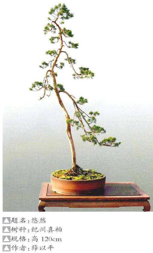 文人树盆景传统文化思想的包容性 图片