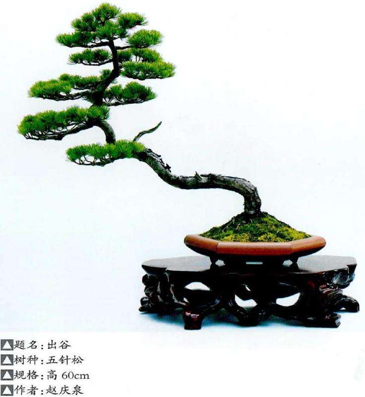 文人树盆景构图的极简性与象征愈义的丰富特点