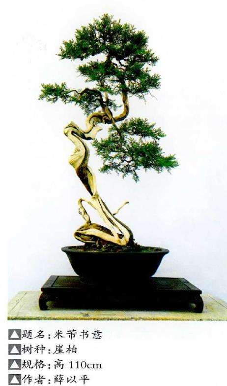 文人树盆景构图的极简性与象征愈义的丰富特点