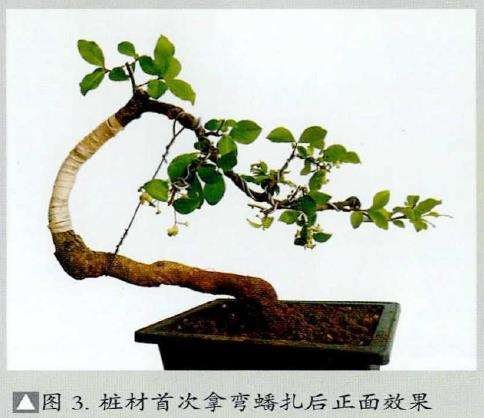 图解 怎么制作直干卫矛盆景的3个步骤