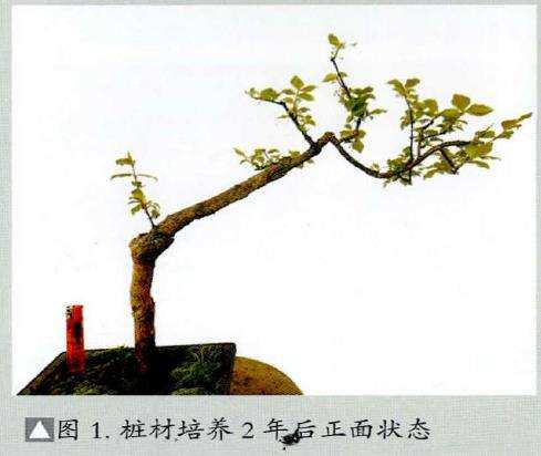 图解 怎么制作直干卫矛盆景的3个步骤