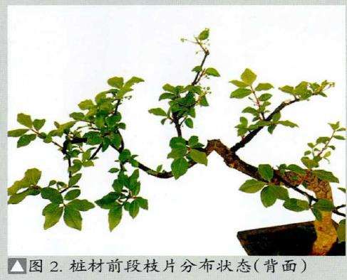 图解 怎么制作直干卫矛盆景的3个步骤