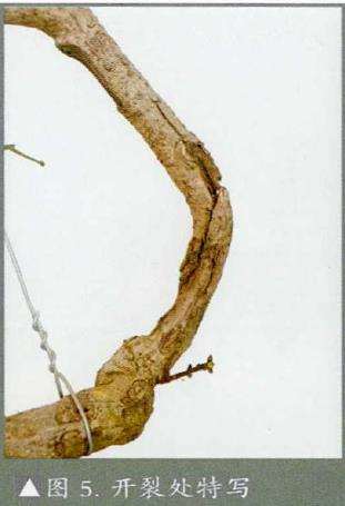 图解 怎么制作直干卫矛盆景的3个步骤