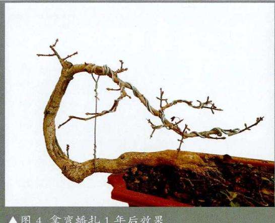 图解 怎么制作直干卫矛盆景的3个步骤