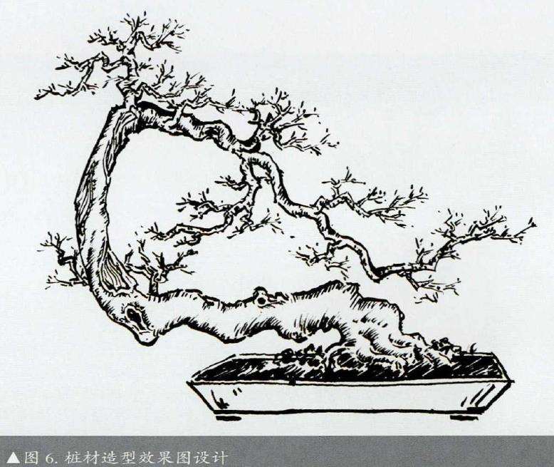 图解 怎么制作直干卫矛盆景的3个步骤