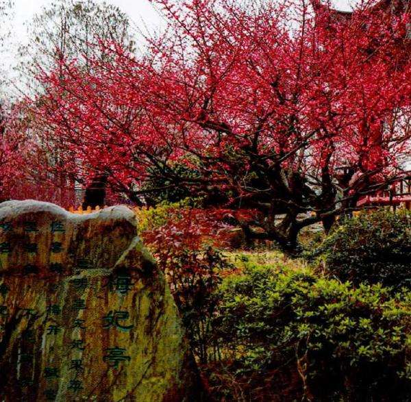 以直枝梅花为主 垂枝梅 龙游梅点缀