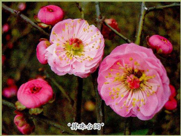 以直枝梅花为主 垂枝梅 龙游梅点缀