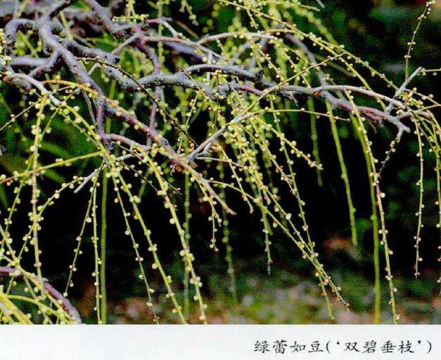 以直枝梅花为主 垂枝梅 龙游梅点缀