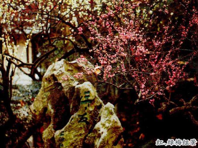 梅花花色丰富多彩 变化较大 图片