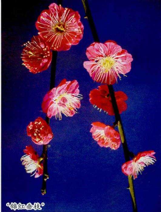梅花品种中有很多老品种 花色艳丽 图片
