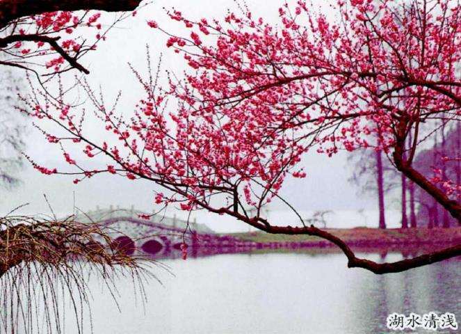 梅花品种中有很多老品种 花色艳丽 图片