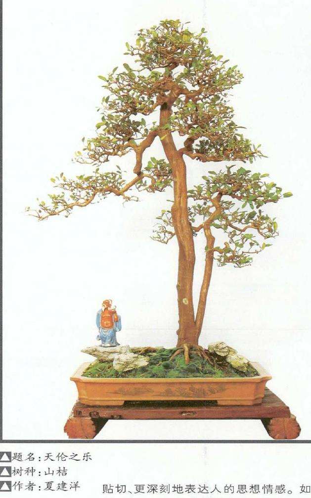盆景怎么创作的6个意境 图片