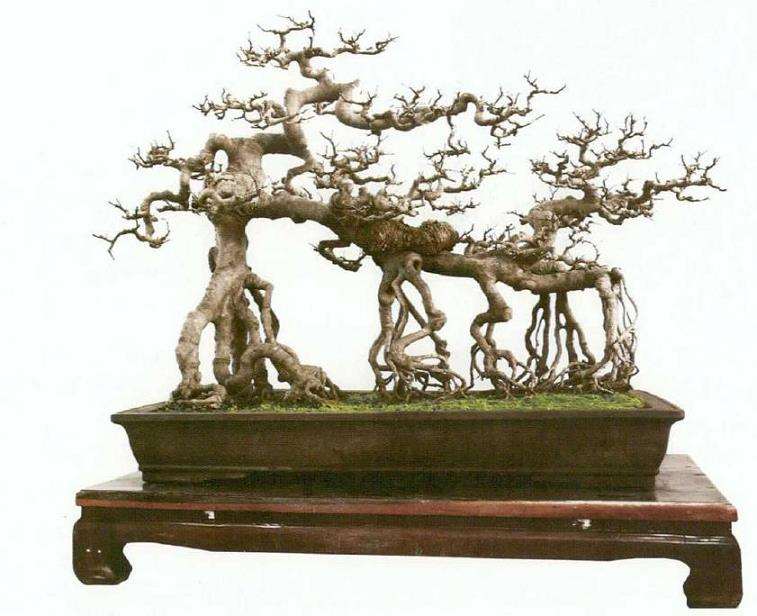 树桩盆景怎么意境创造的3个过程 图片