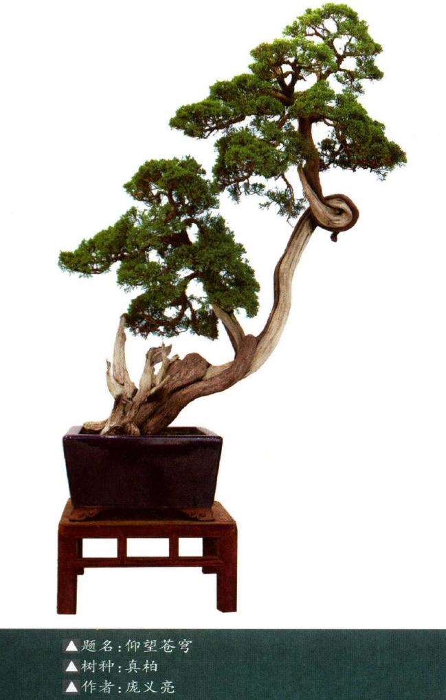 树桩盆景怎么意境创造的3个过程 图片