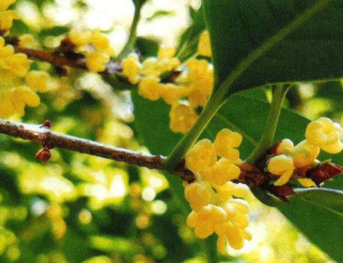南京栽培桂花历史悠久 战国时早有记载