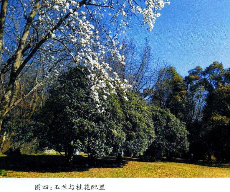 南京栽培桂花历史悠久 战国时早有记载